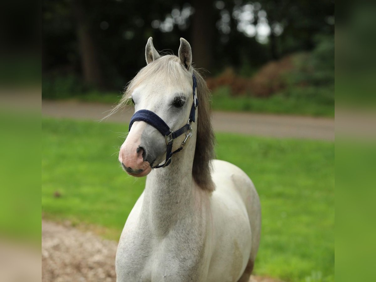 Galés-A Mestizo Caballo castrado 4 años 117 cm Tordo in Aalten