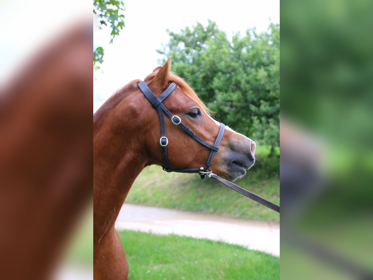 Galés-A Caballo castrado 4 años 120 cm Alazán in Neuffen