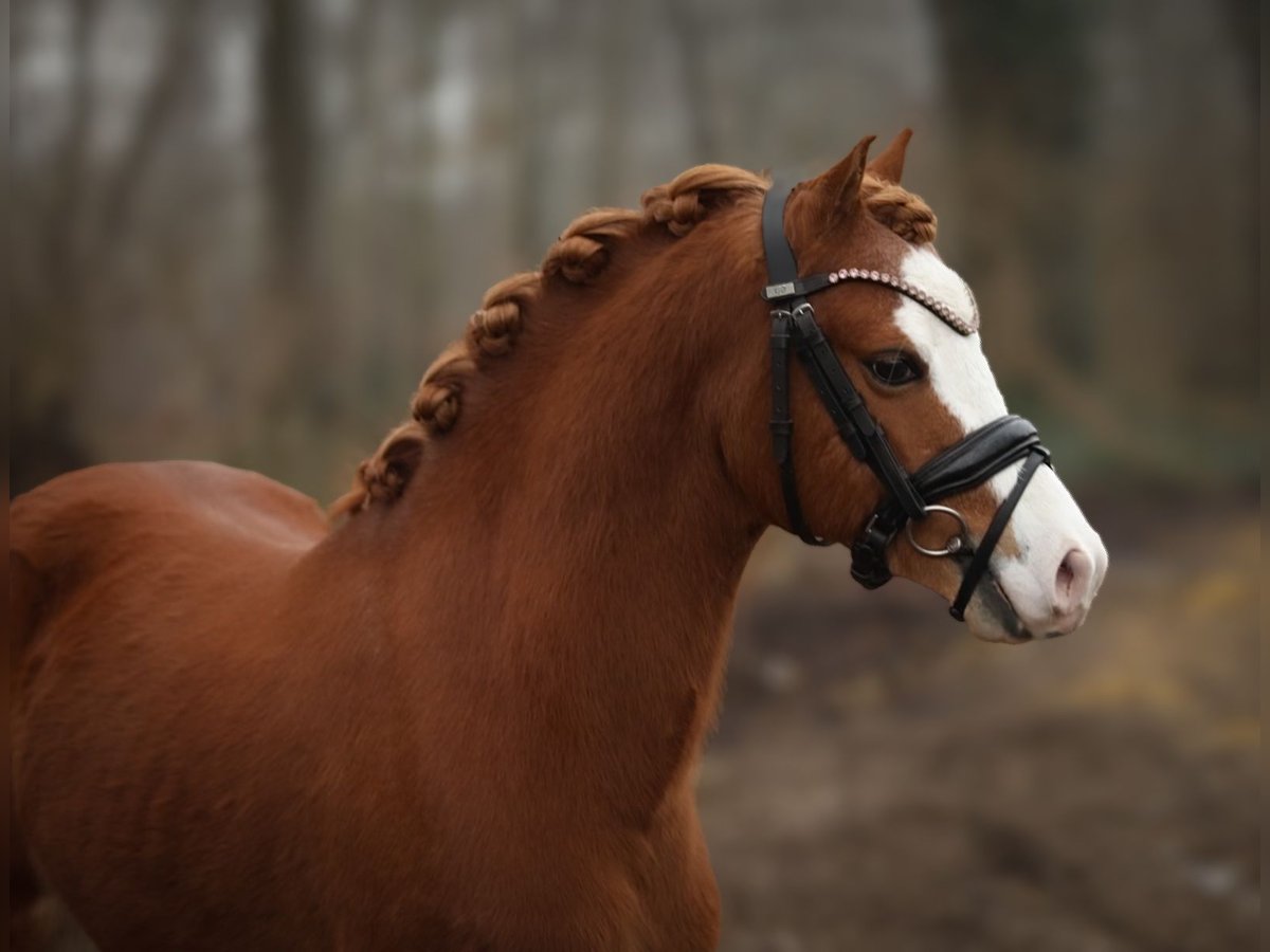 Galés-A Caballo castrado 4 años 121 cm Alazán in Aalten