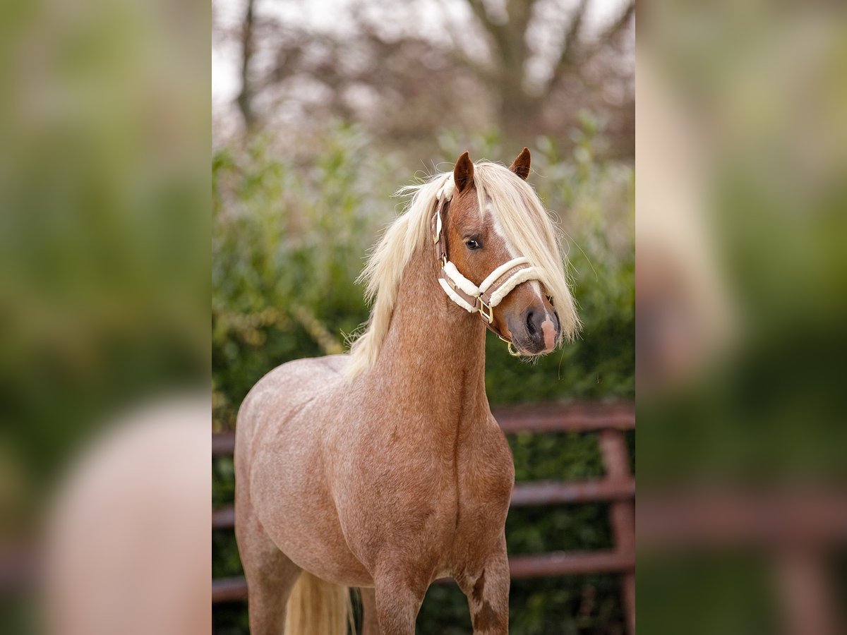 Galés-A Caballo castrado 4 años 124 cm Ruano alazán in Groningen