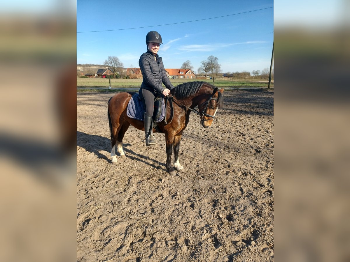 Galés-A Mestizo Caballo castrado 4 años 125 cm Castaño in Tecklenburgt