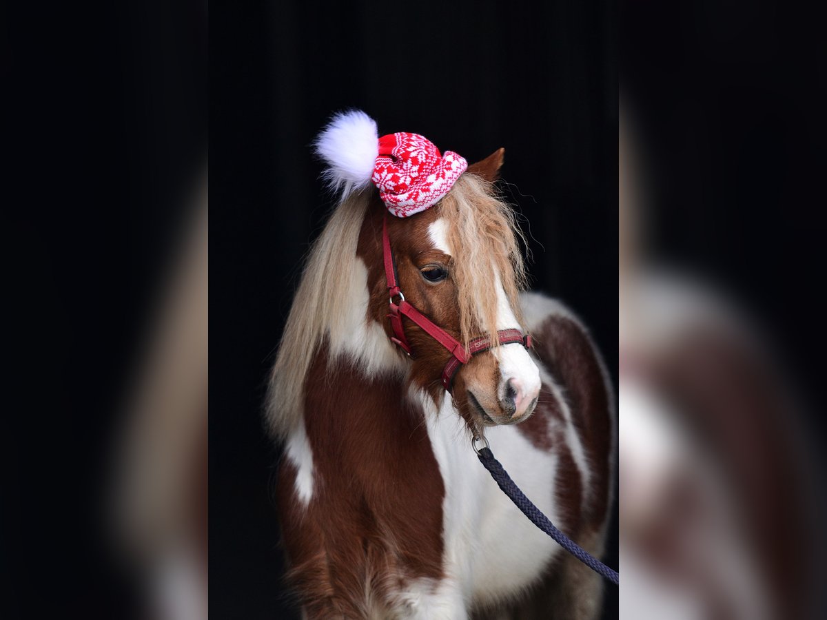 Galés-A Caballo castrado 5 años 107 cm Pío in radziejów