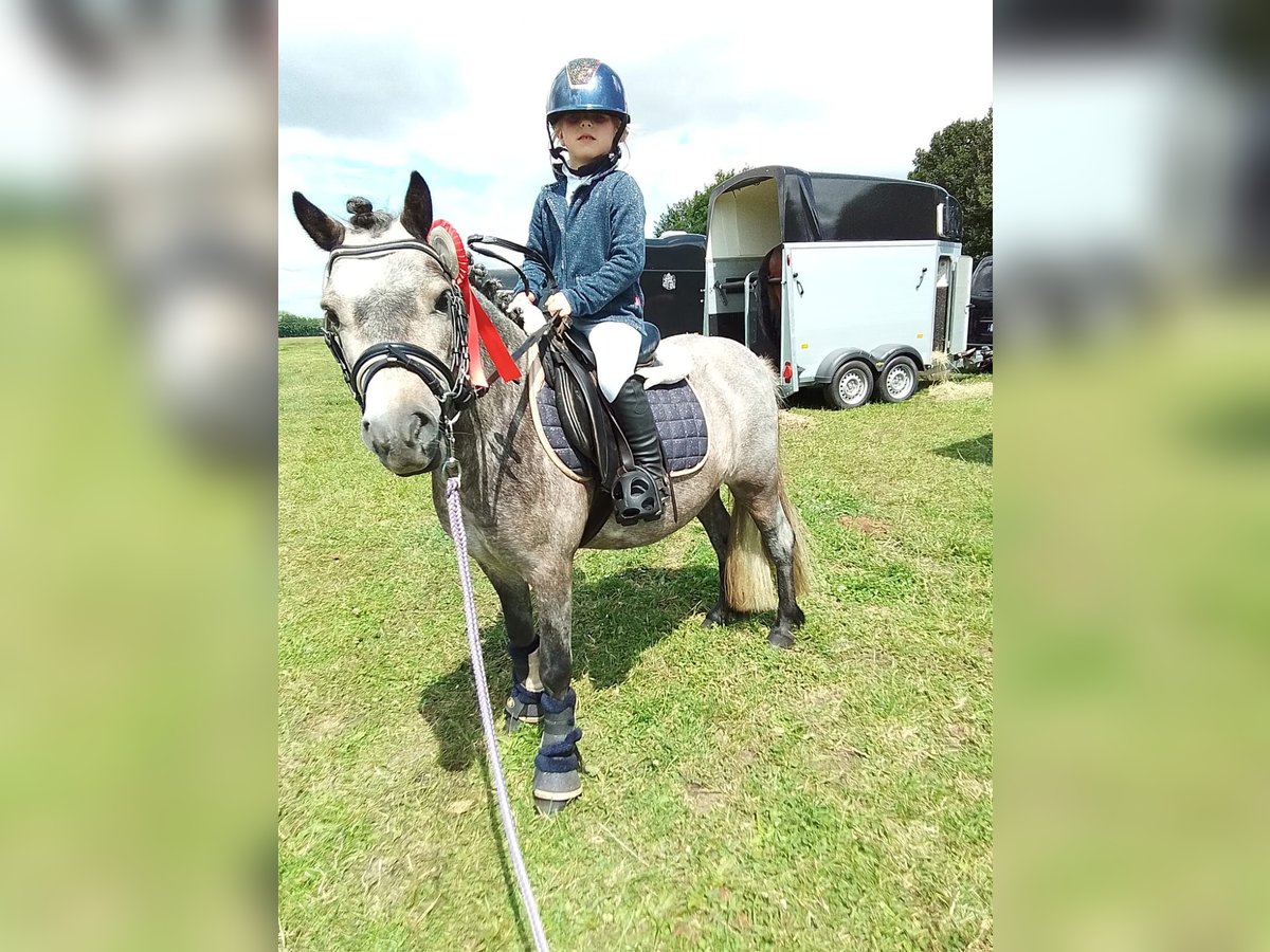 Galés-A Mestizo Caballo castrado 5 años 110 cm Ruano azulado in Segeletz