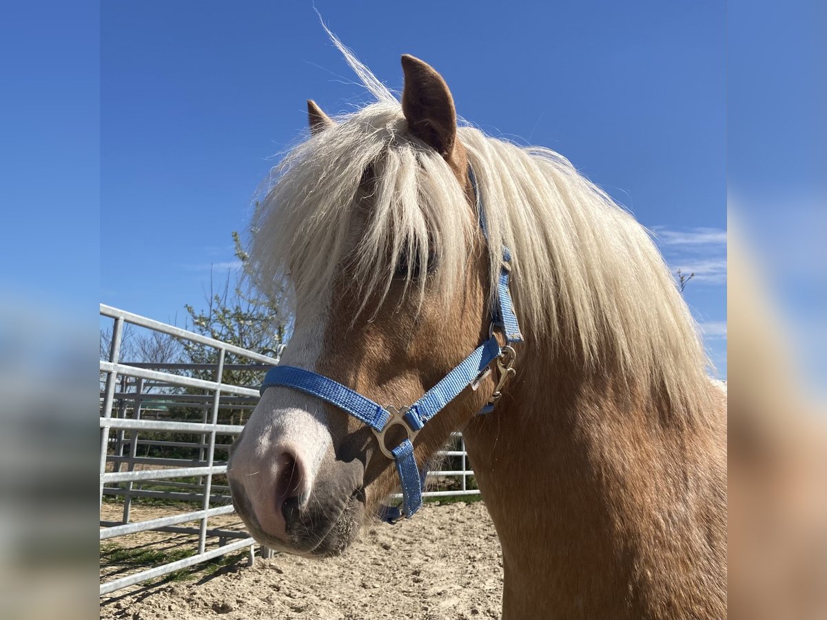 Galés-A Caballo castrado 5 años 115 cm Palomino in D&#xF6;tlingen
