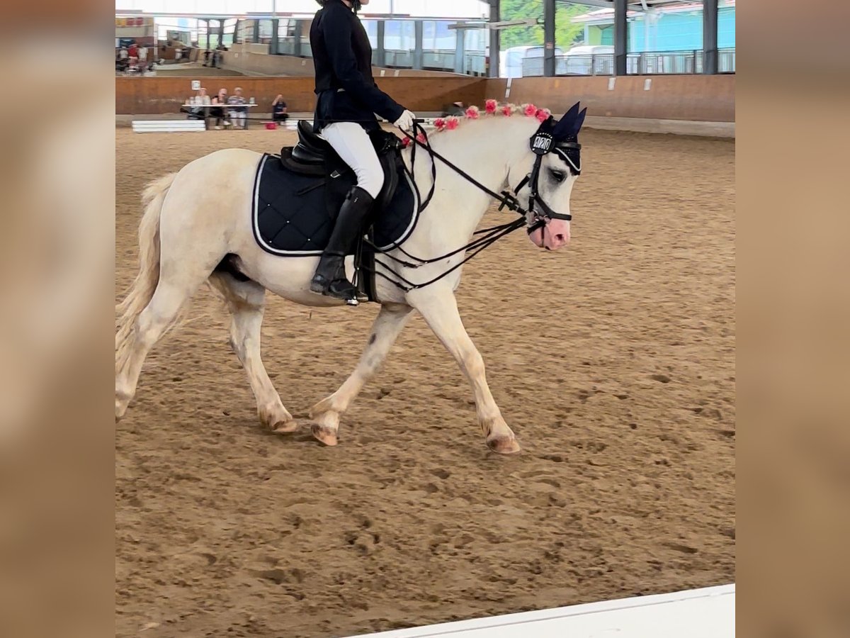 Galés-A Caballo castrado 5 años 118 cm Tordo in Lohfelden