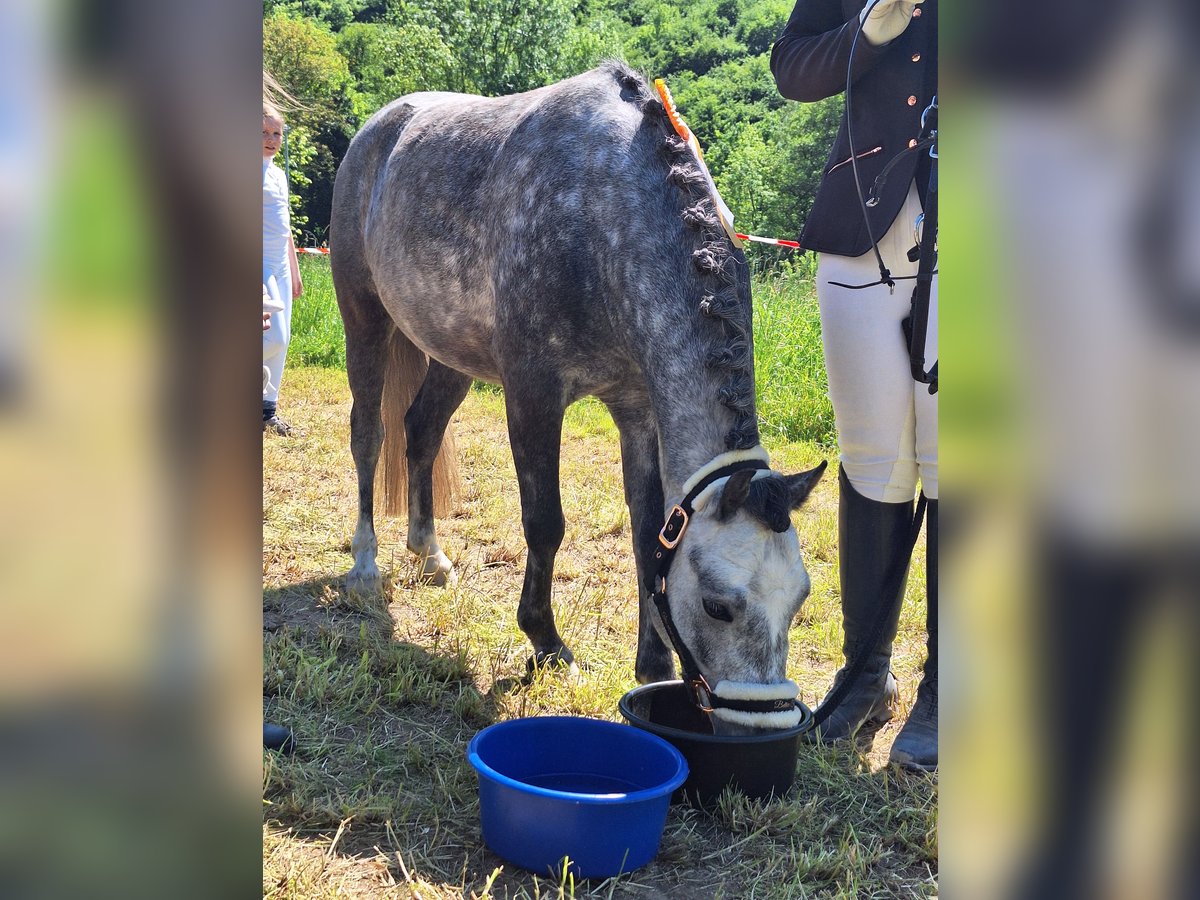 Galés-A Caballo castrado 5 años 123 cm in Frankenthal (Pfalz)