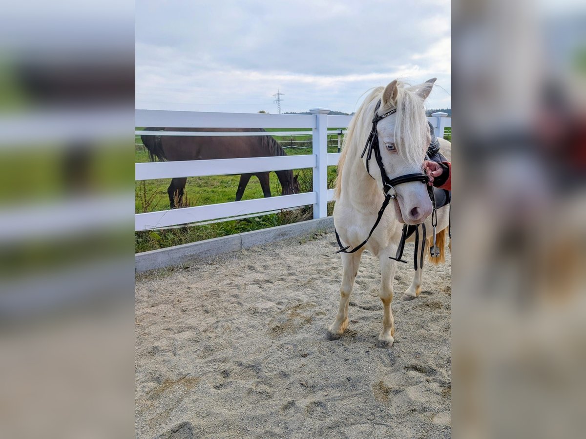 Galés-A Caballo castrado 5 años Cremello in Stockach