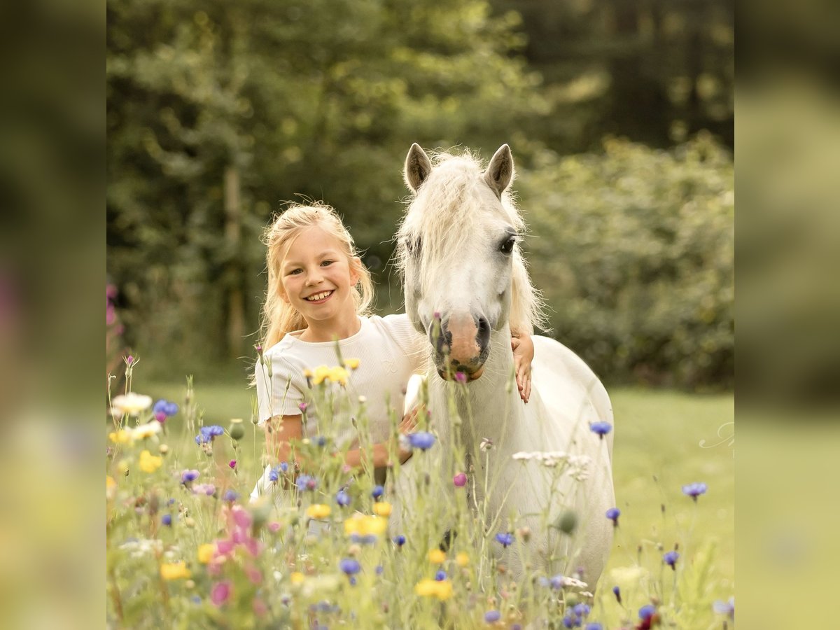 Galés-A Caballo castrado 6 años 116 cm Tordo in Zutphen