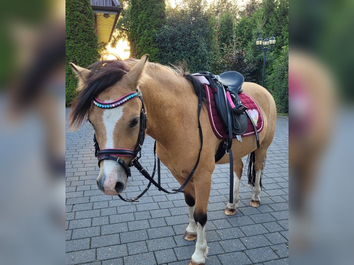 Galés-A Caballo castrado 6 años 118 cm Buckskin/Bayo in Thedinghausen