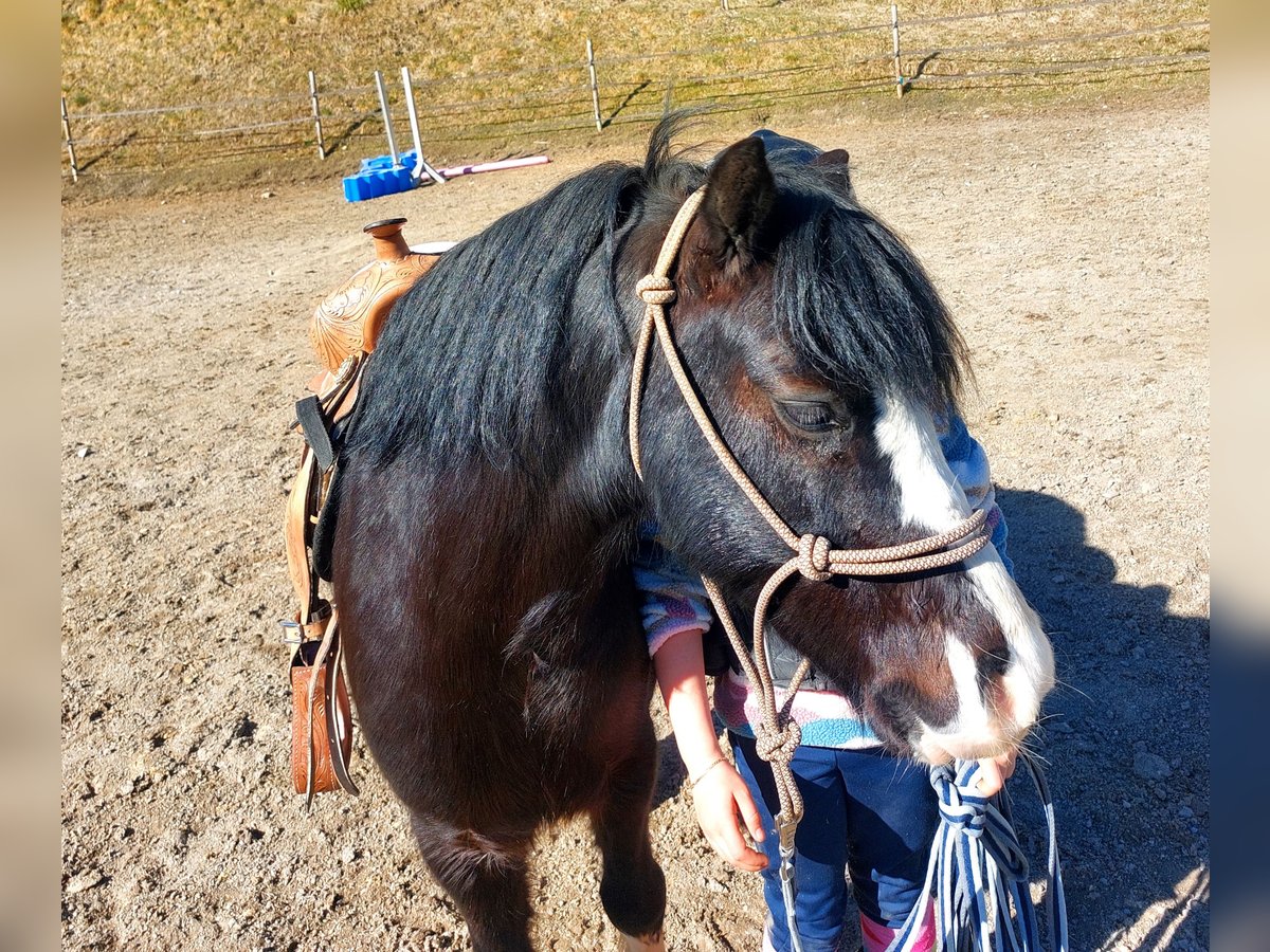 Galés-A Caballo castrado 6 años 120 cm Negro in Alpbach