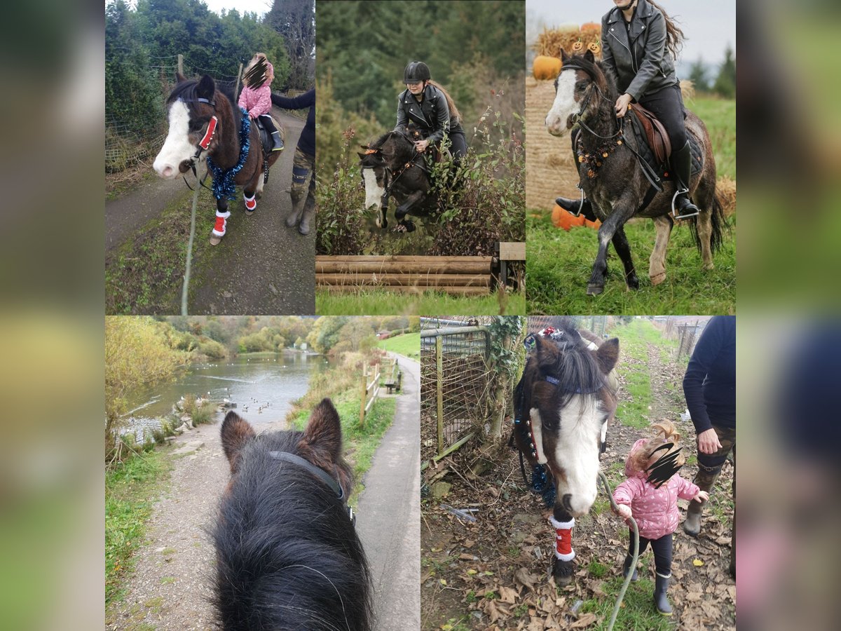 Galés-A Caballo castrado 6 años 122 cm Castaño-ruano in Tonypandy