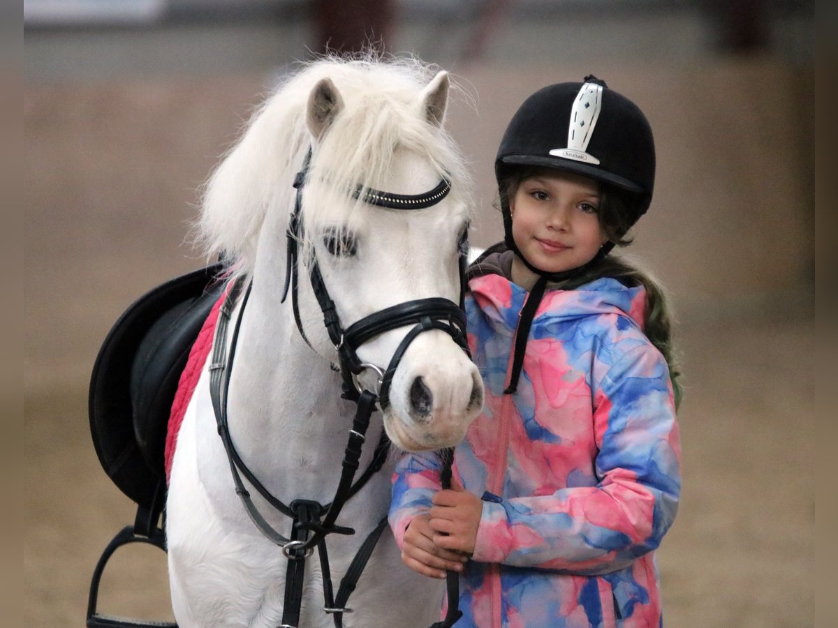 Galés-A Caballo castrado 6 años 124 cm Tordo in Wildeshausen