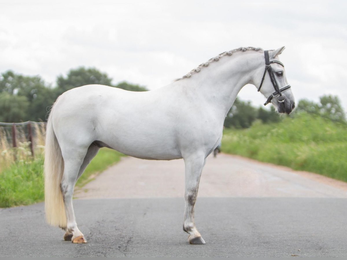 Galés-A Caballo castrado 6 años 128 cm Tordo in Meppen