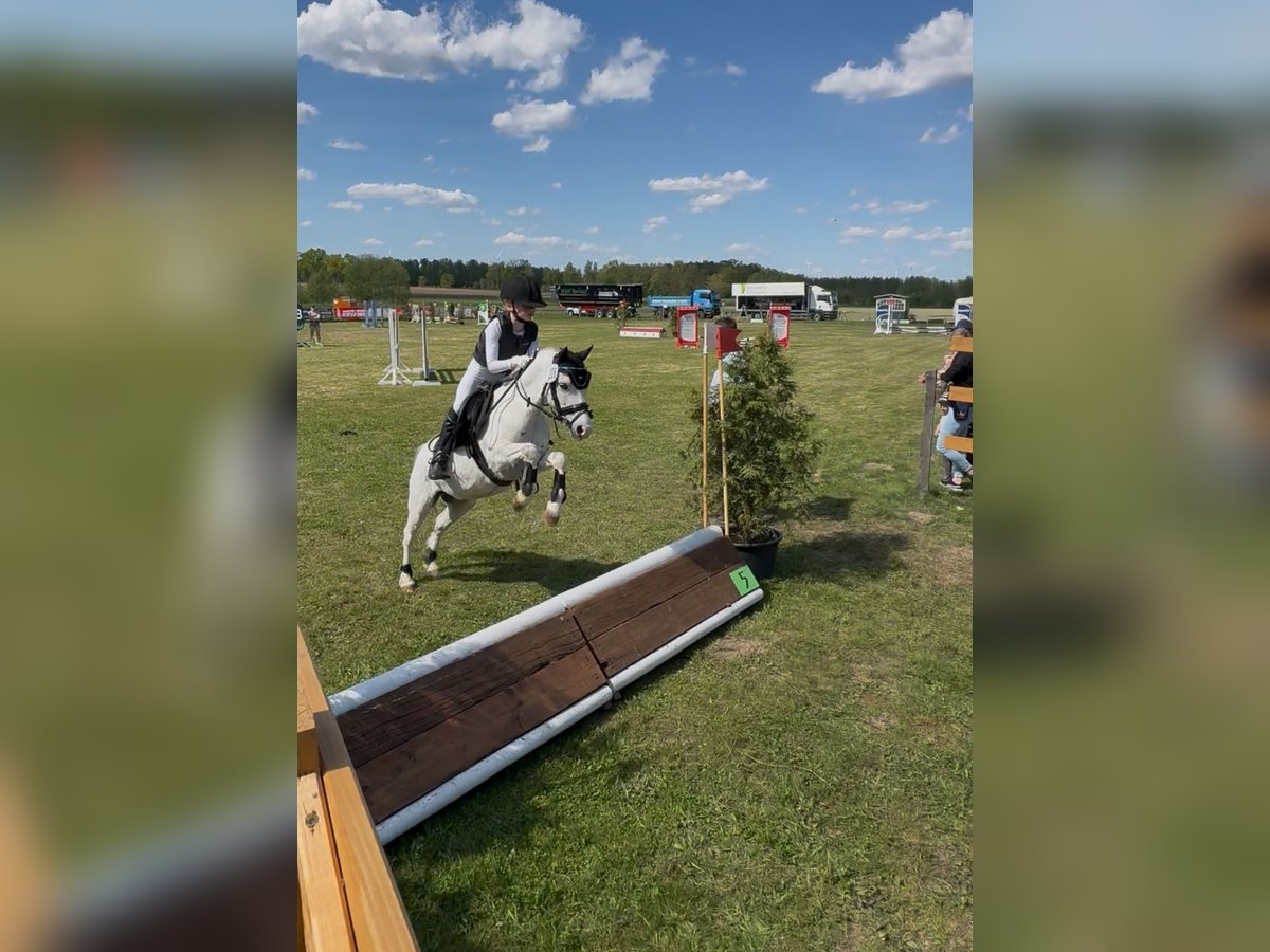 Galés-A Caballo castrado 7 años 112 cm Tordo in Neustadt am R&#xFC;benberge