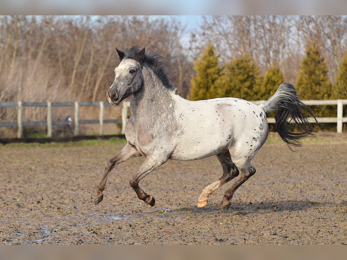 Galés-A Caballo castrado 7 años 120 cm Atigrado/Moteado in RADZIEJÓW