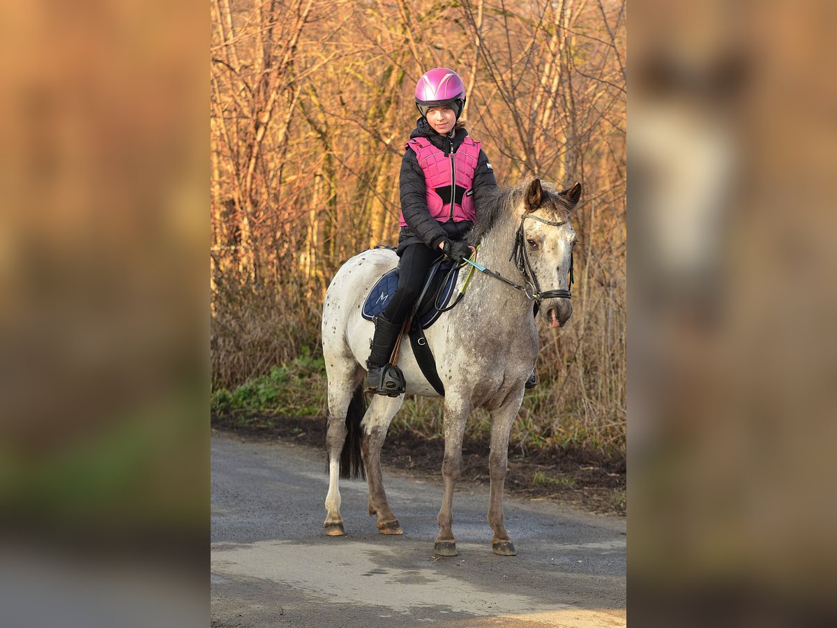 Galés-A Caballo castrado 7 años 120 cm Atigrado/Moteado in RADZIEJ&#xD3;W