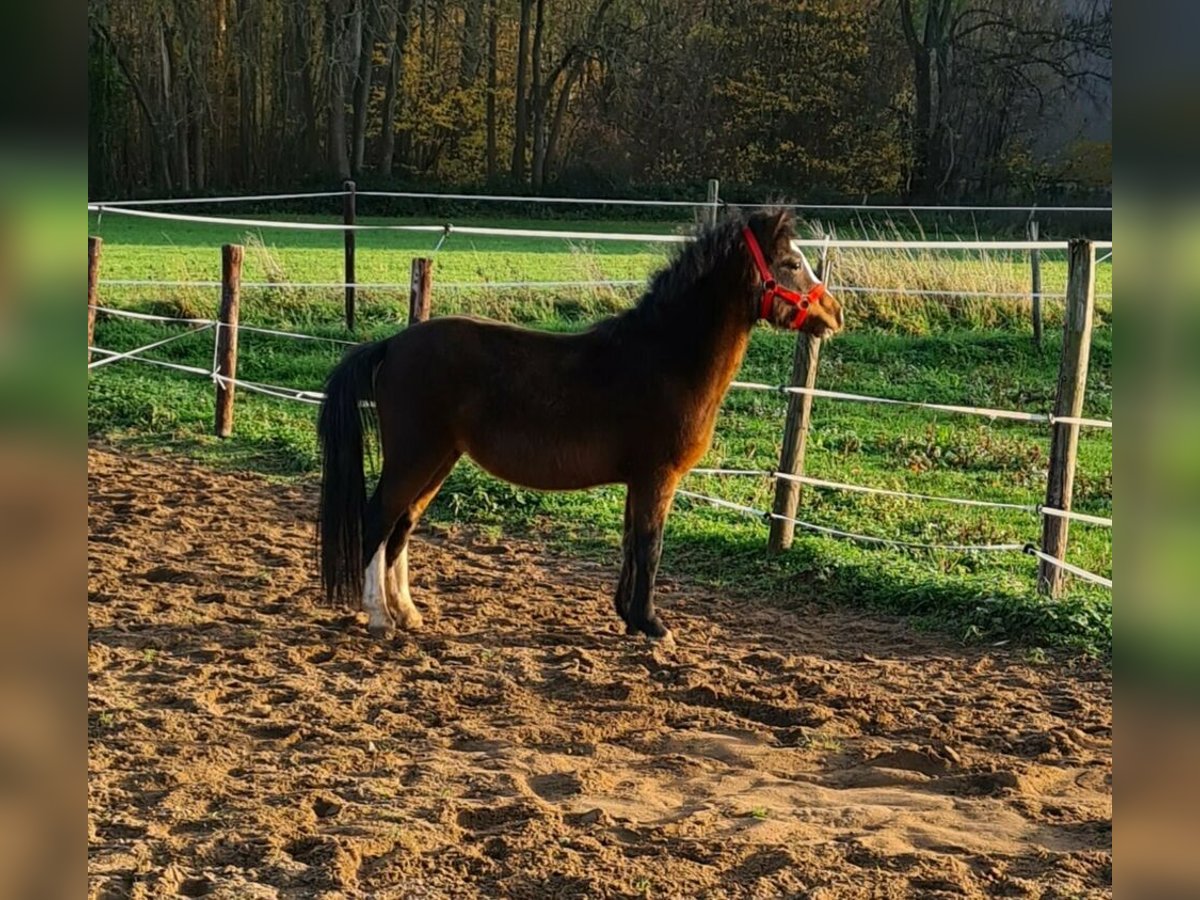 Galés-A Caballo castrado 7 años 120 cm Castaño in Tating