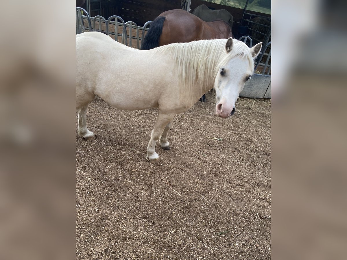 Galés-A Caballo castrado 7 años 120 cm Palomino in Uttenweiler