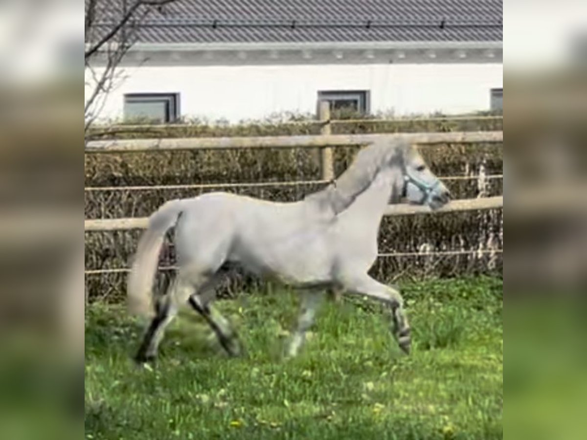 Galés-A Caballo castrado 7 años 125 cm Tordo in Kaltental