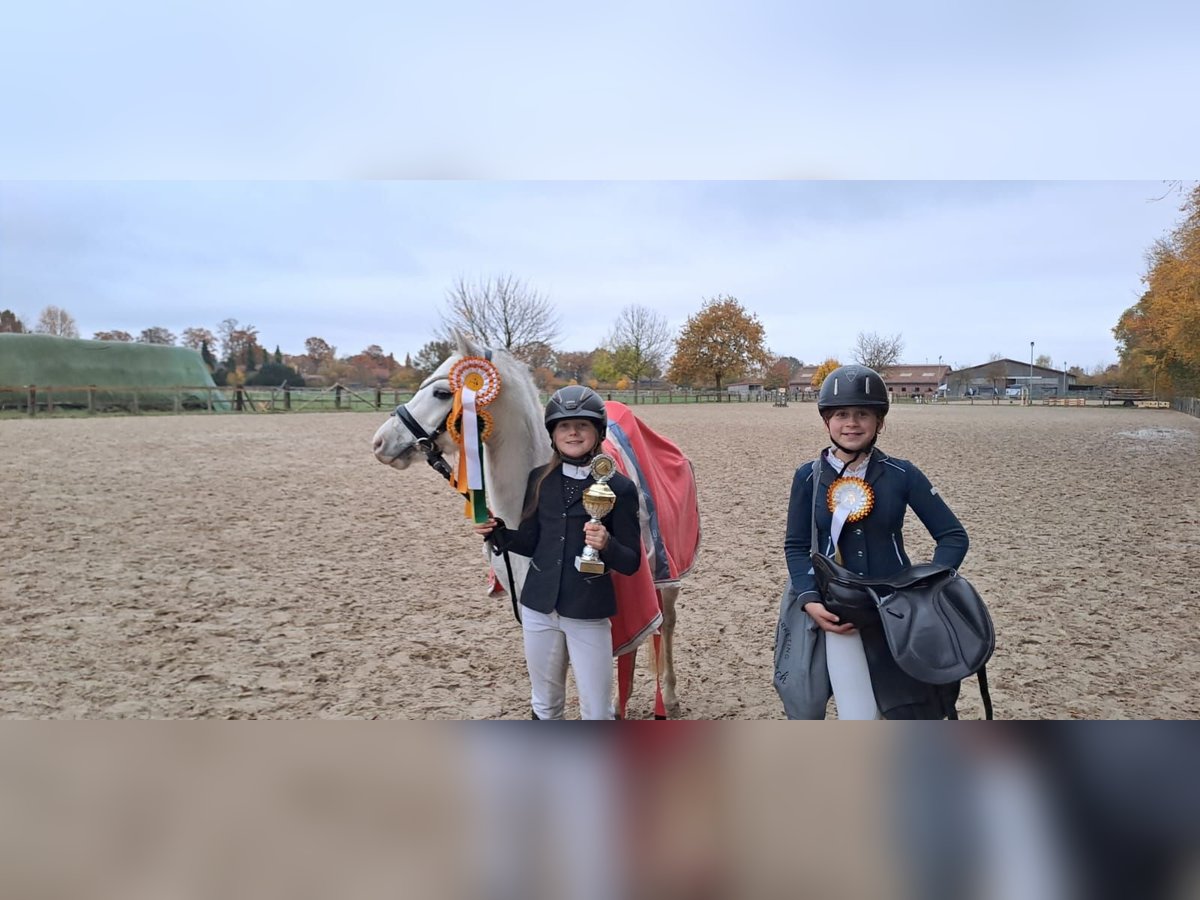 Galés-A Caballo castrado 7 años 128 cm Tordo in Burgdorf