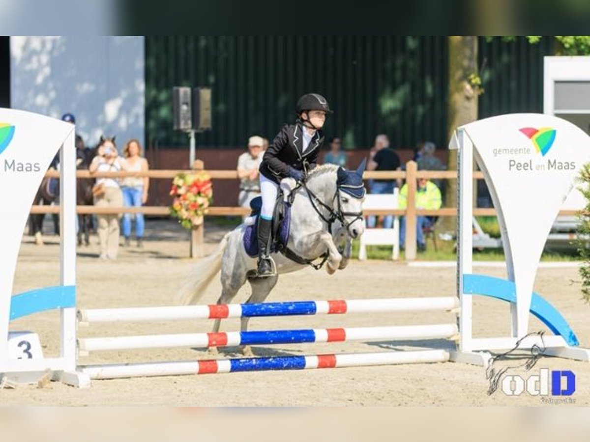 Galés-A Caballo castrado 9 años 114 cm Tordo in Maasbree