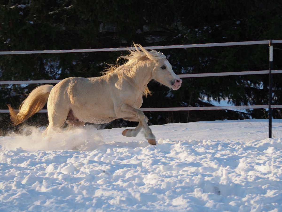 Galés-A Caballo castrado 9 años 118 cm Palomino in Beckum