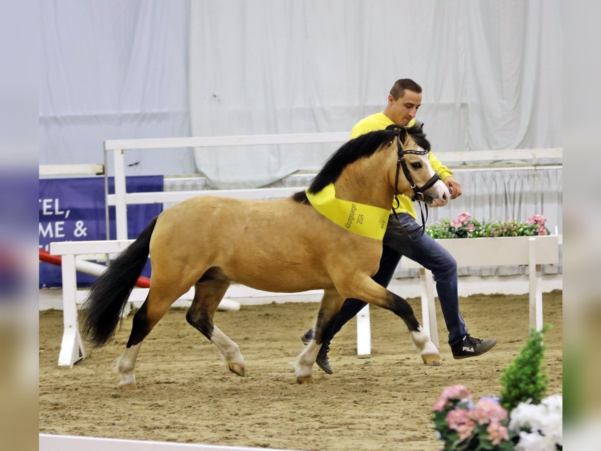 Galés-A Semental 4 años 122 cm Buckskin/Bayo in Wildeshausen