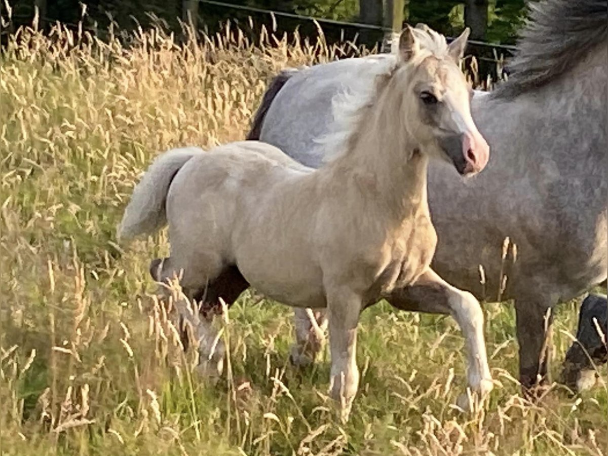 Galés-A Semental Potro (04/2024) 120 cm Palomino in MALDEGEM