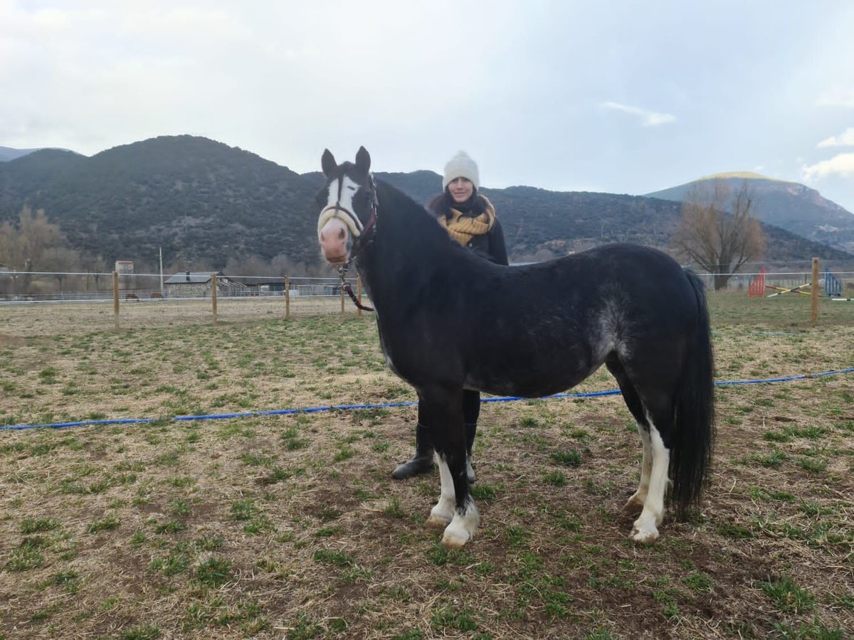 Galés-A Yegua 10 años 121 cm Negro in Andorra