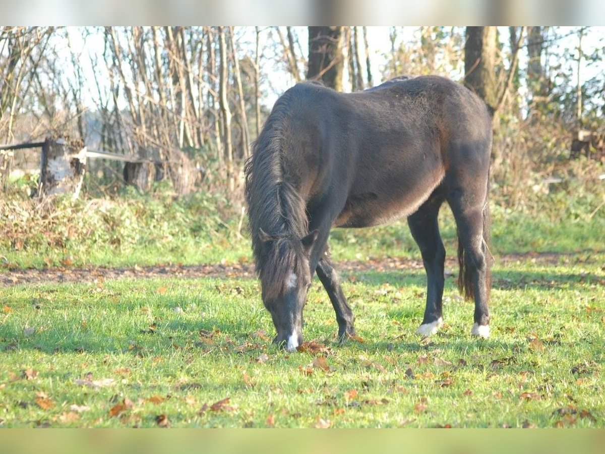 Galés-A Mestizo Yegua 18 años 126 cm Negro in Metelen