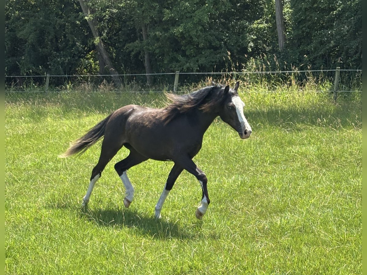 Galés-A Yegua 1 año Negro in Hengelo