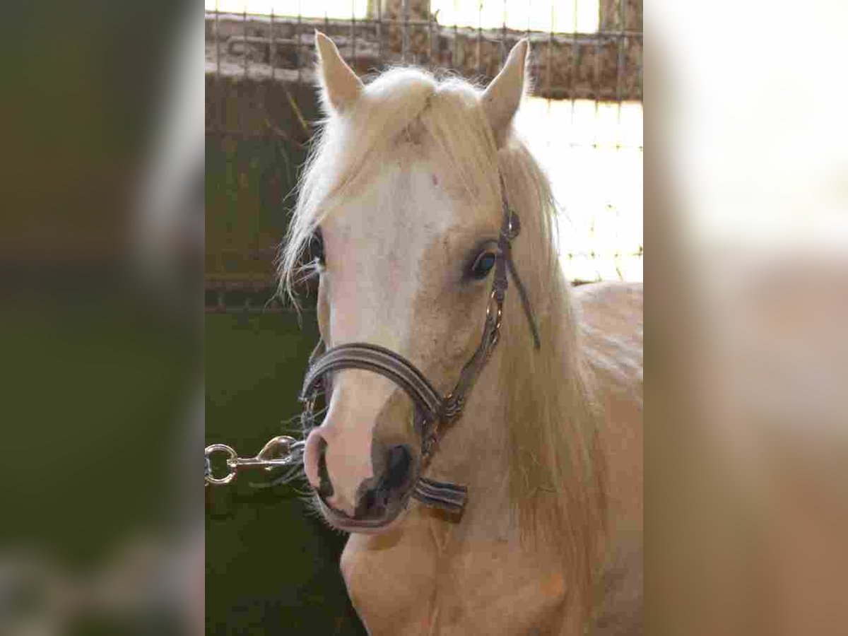 Galés-A Yegua 2 años Palomino in Herzberg