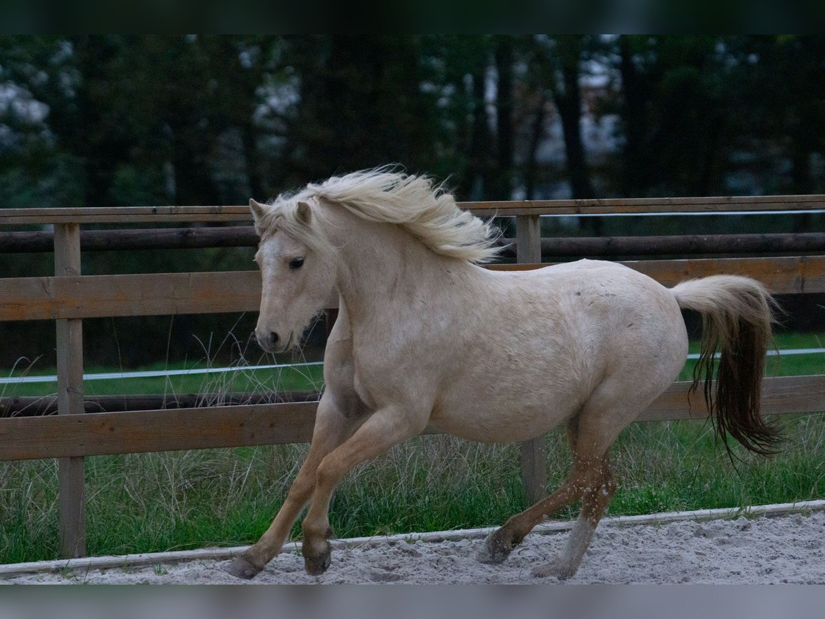 Galés-A Yegua 3 años 115 cm Palomino in Aachen