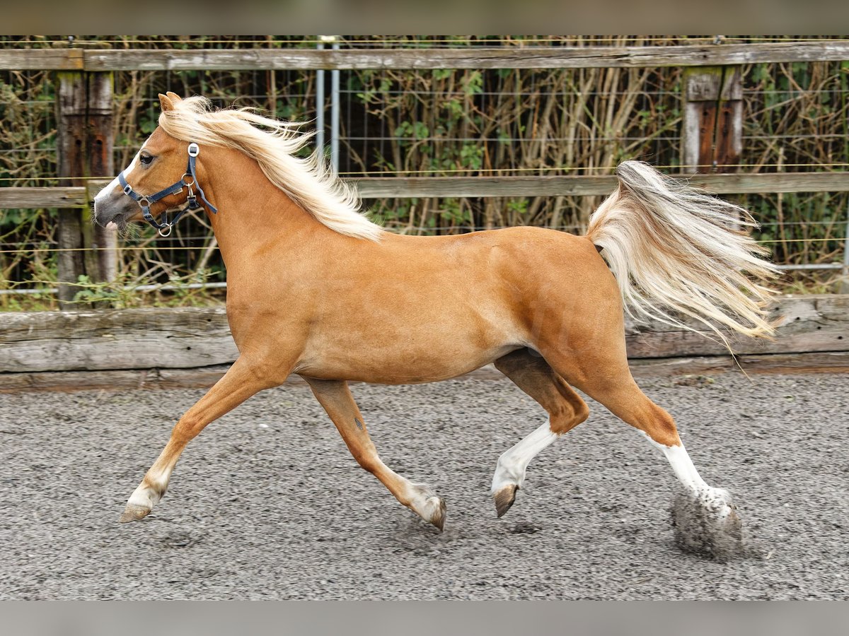 Galés-A Yegua 4 años 118 cm Alazán in Meerbusch