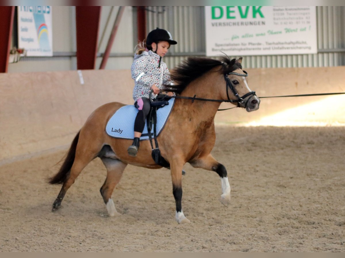 Galés-A Yegua 8 años 120 cm Bayo in Wildeshausen