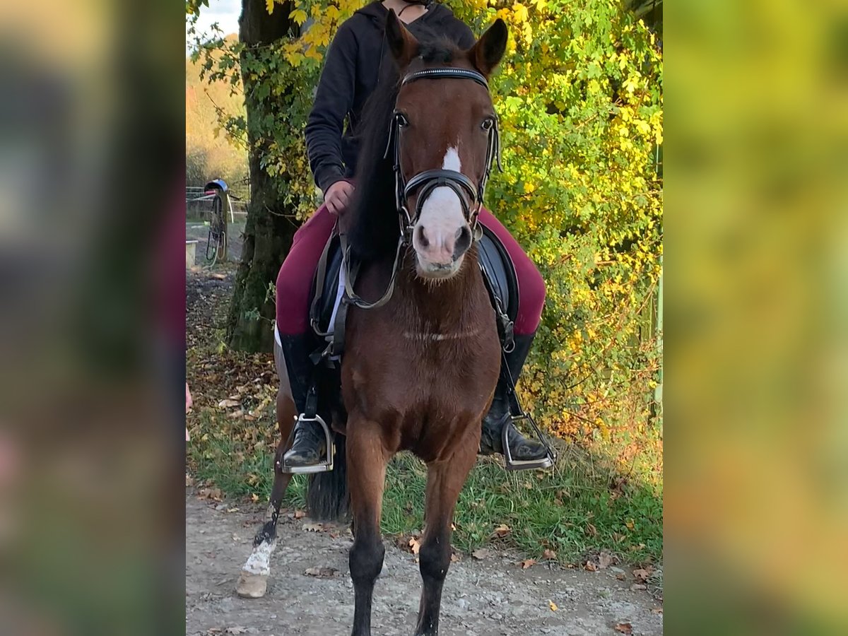 Galés-A Mestizo Yegua 9 años 130 cm in Braunfels Altenkirchen