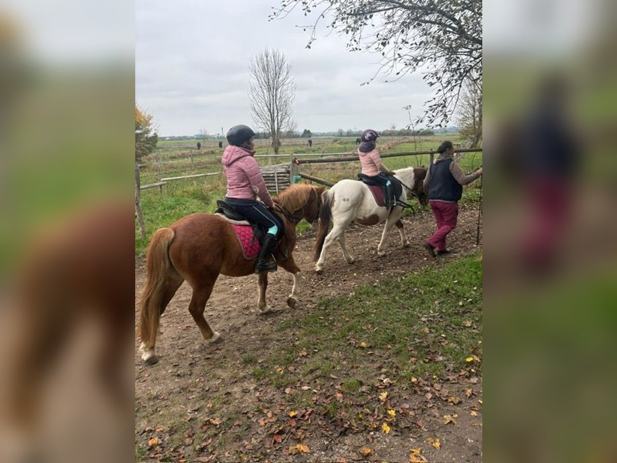 Galés-A Yegua 9 años 140 cm Alazán in Gr&#xE4;felfingGr&#xE4;felfing