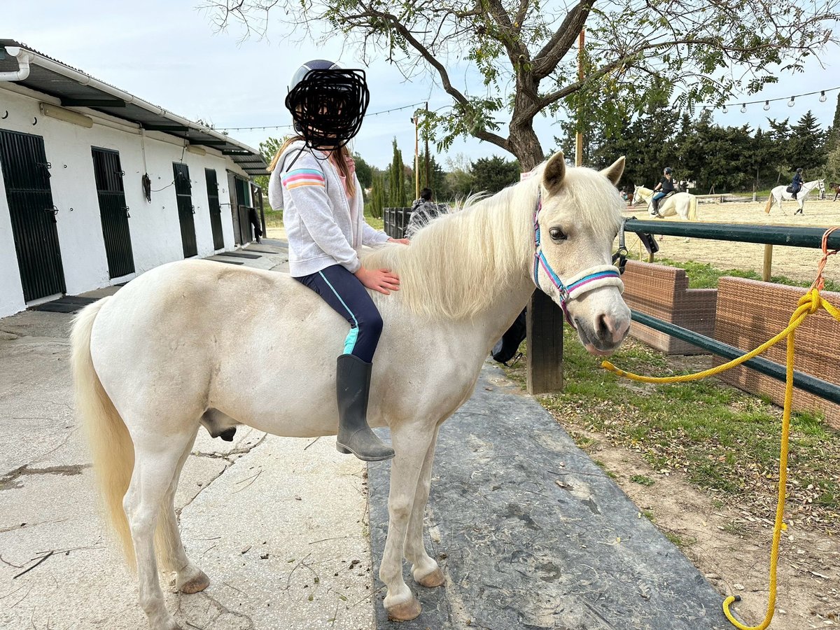 Galés B Mestizo Caballo castrado 10 años 120 cm White/Blanco in Sotogrande