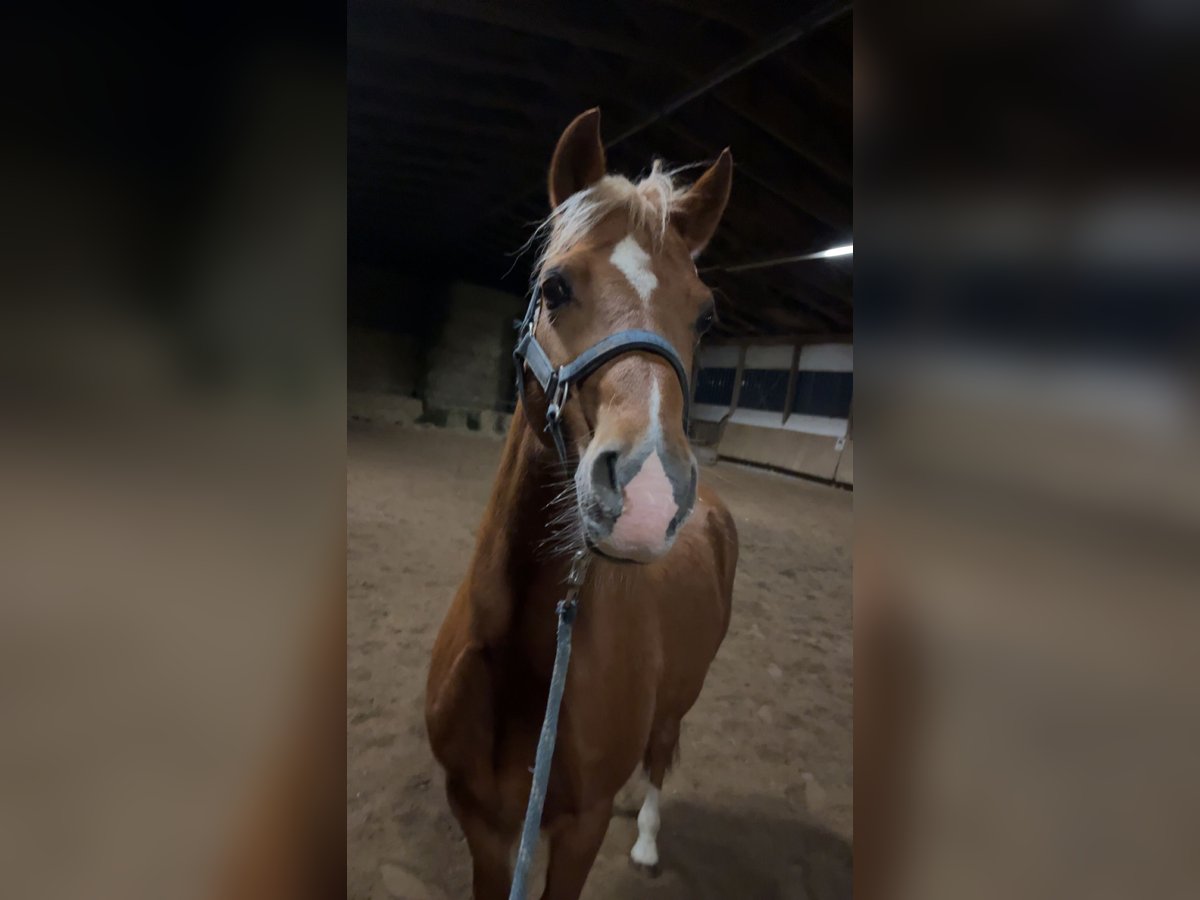 Galés B Caballo castrado 10 años 131 cm Alazán in Veringenstadt