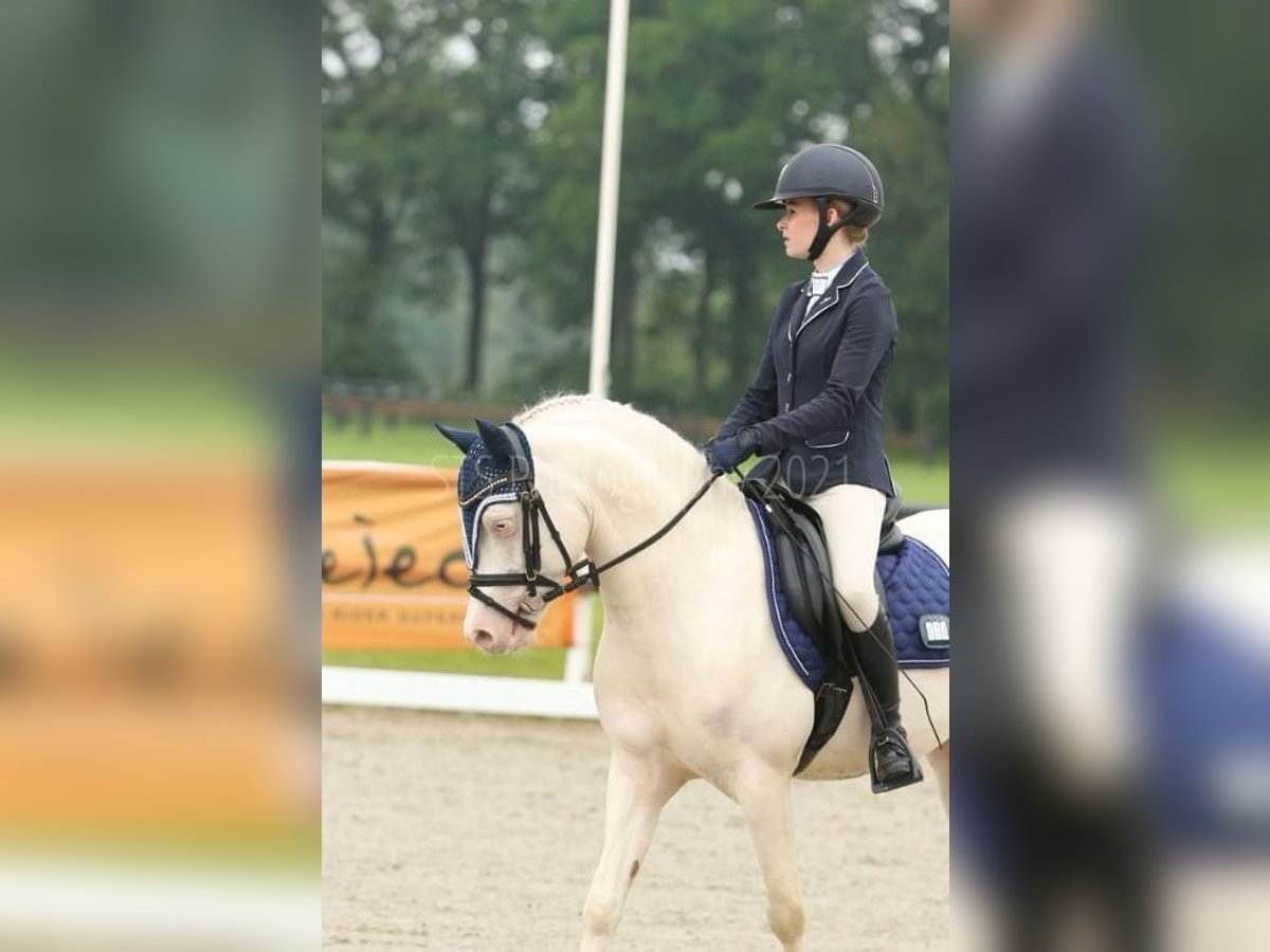 Galés B Caballo castrado 10 años 136 cm Cremello in Zandpol