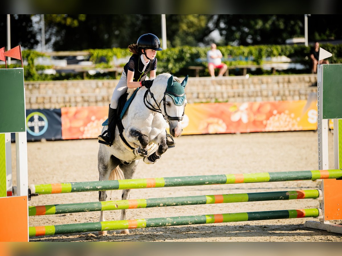 Galés B Caballo castrado 11 años 129 cm Tordo in WROCŁAW