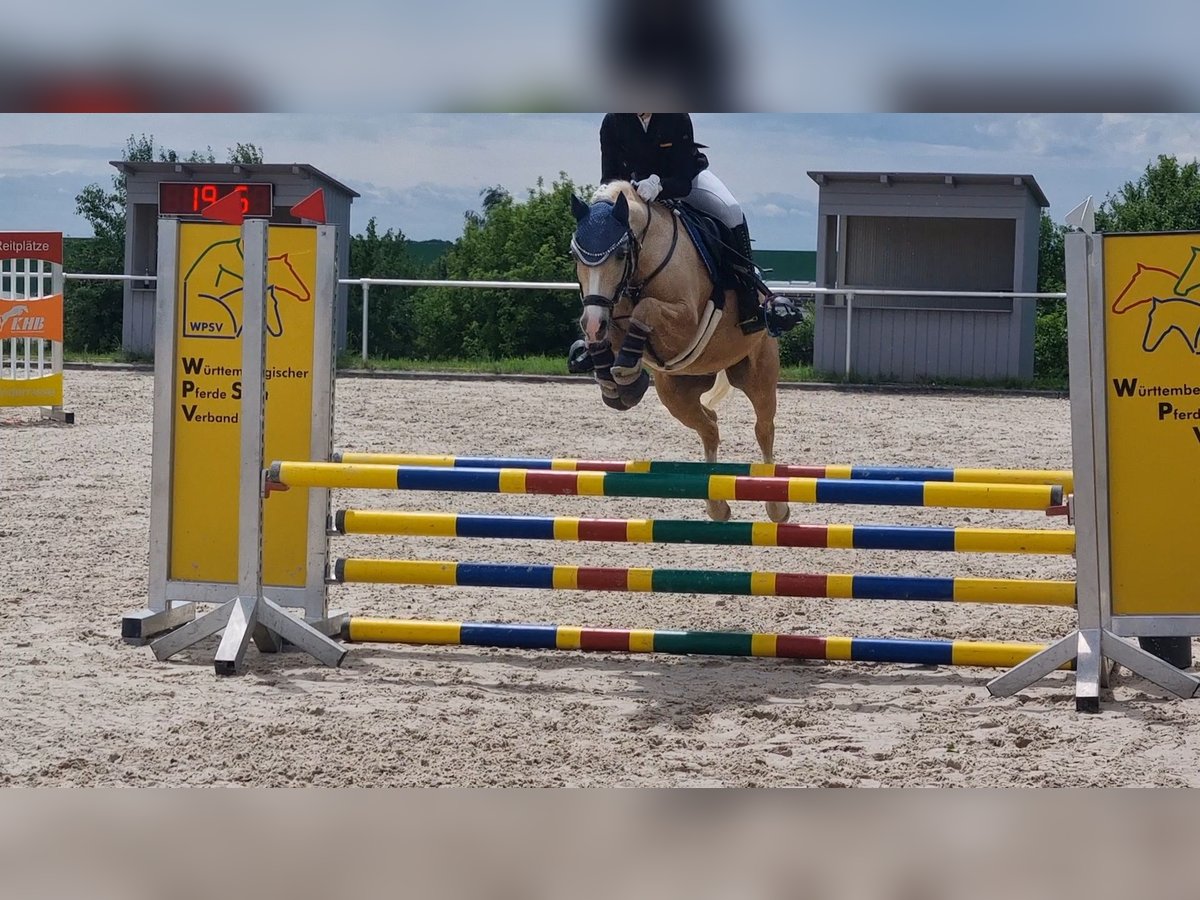 Galés B Caballo castrado 12 años 135 cm Palomino in Niederstotzingen