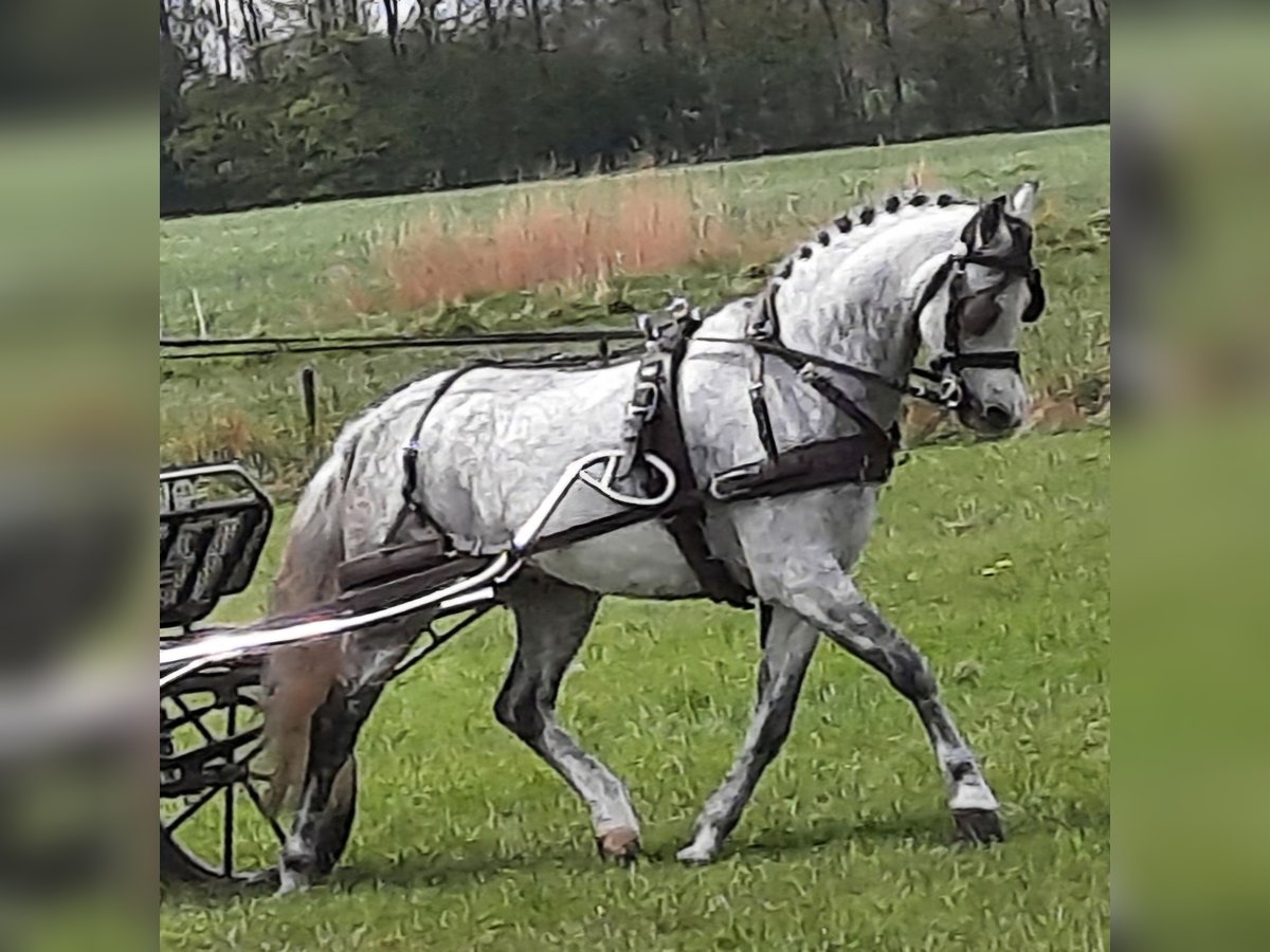 Galés B Caballo castrado 12 años 136 cm Tordo in Lutjewinkel