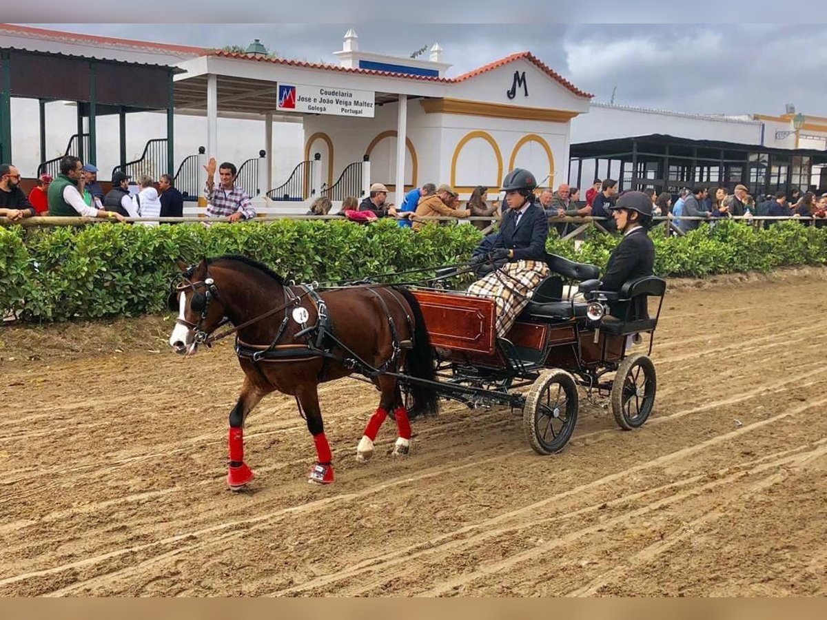 Galés B Caballo castrado 14 años 118 cm Castaño in Esposende