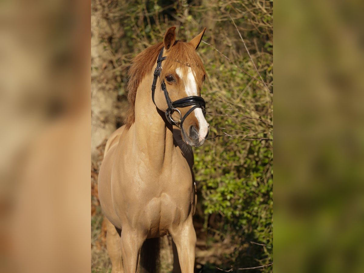 Galés B Caballo castrado 14 años 131 cm Alazán in Heemskerk