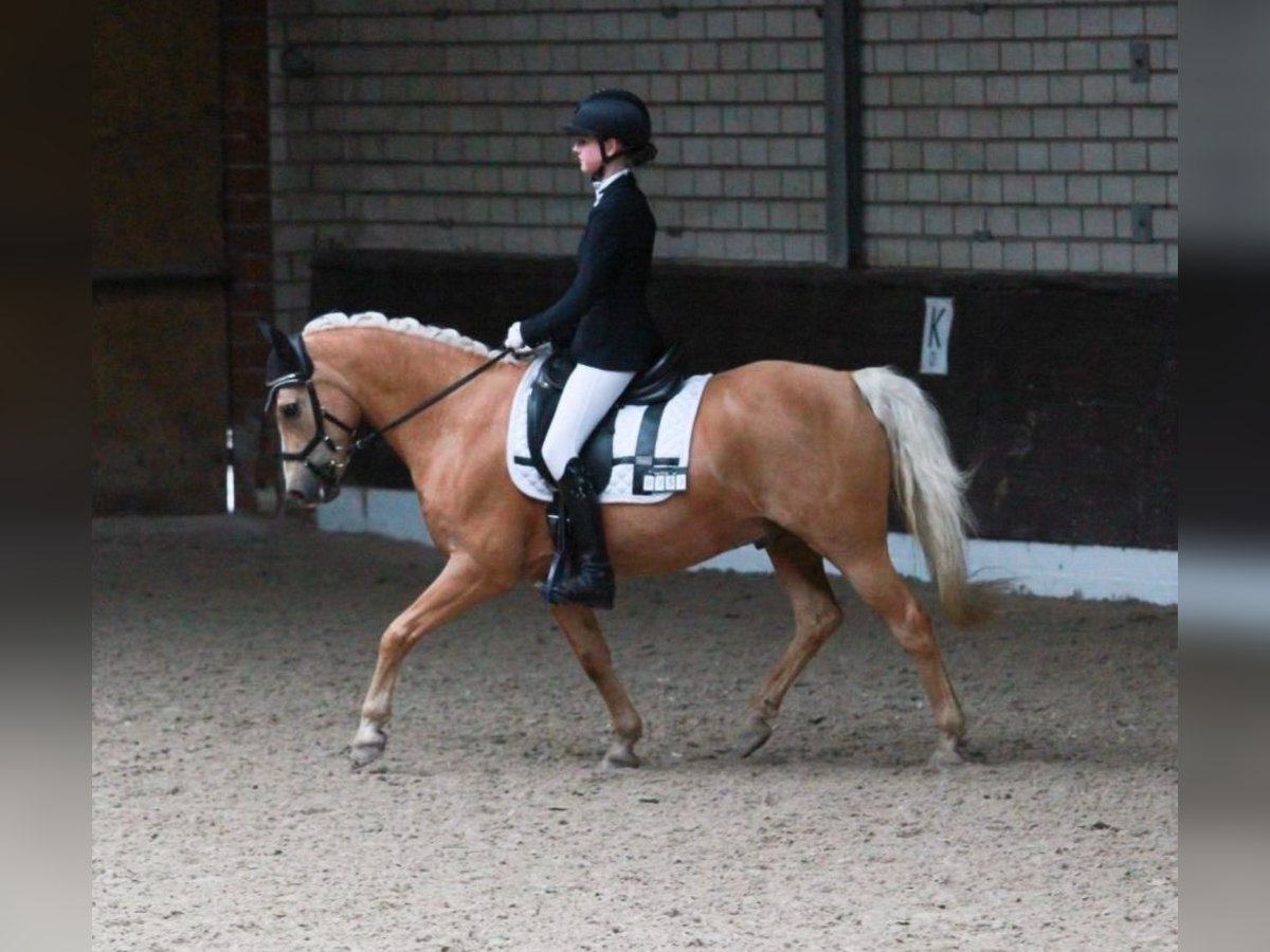 Galés B Caballo castrado 17 años 132 cm Palomino in Molbergen