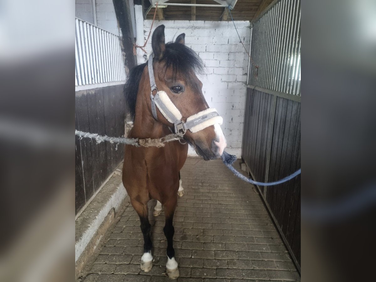 Galés B Caballo castrado 21 años 136 cm Castaño in Schöppenstedt