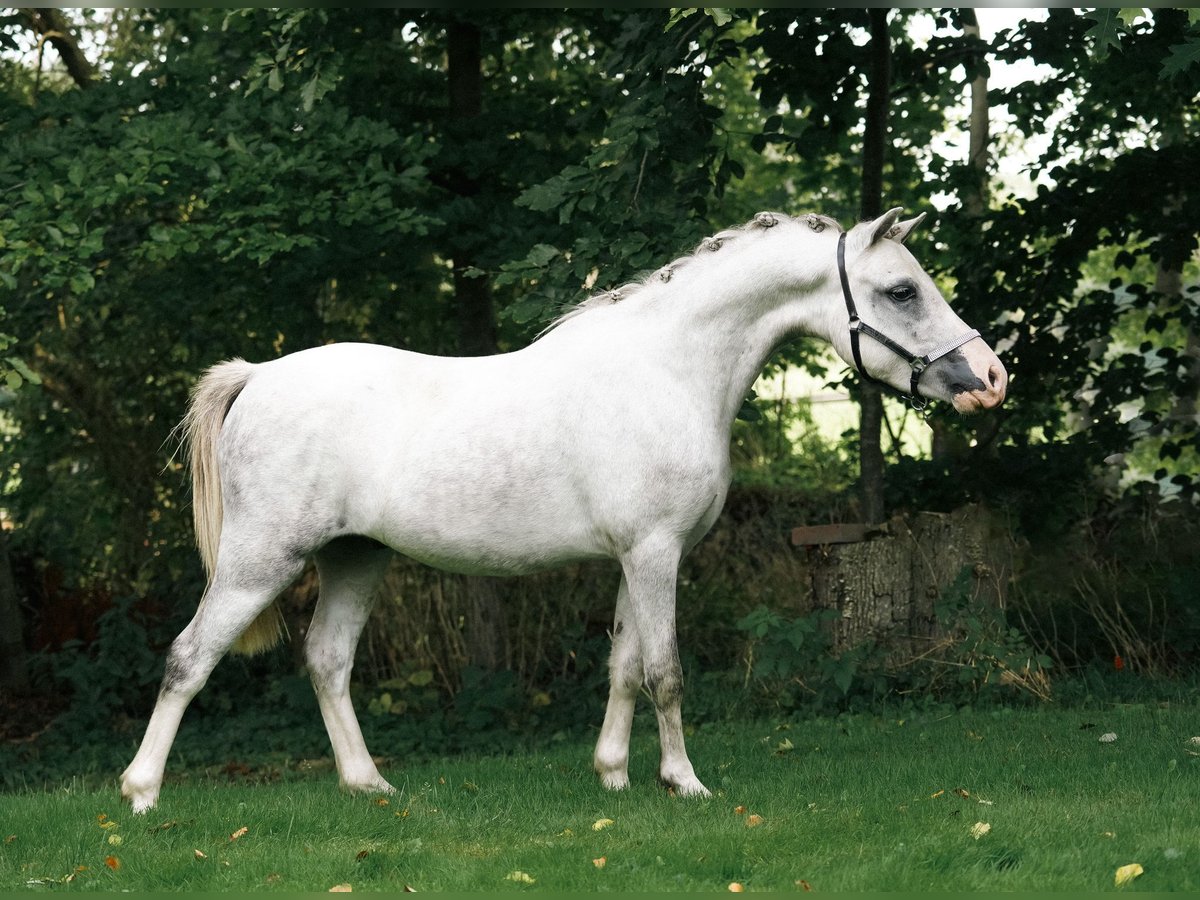 Galés B Caballo castrado 2 años 115 cm Tordo in Lettelbert