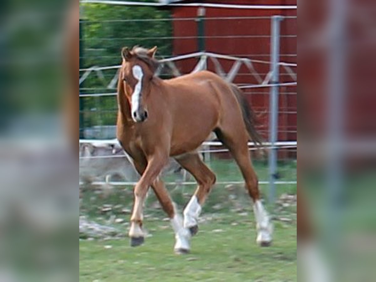 Galés B Caballo castrado 2 años 131 cm Alazán in Vielank