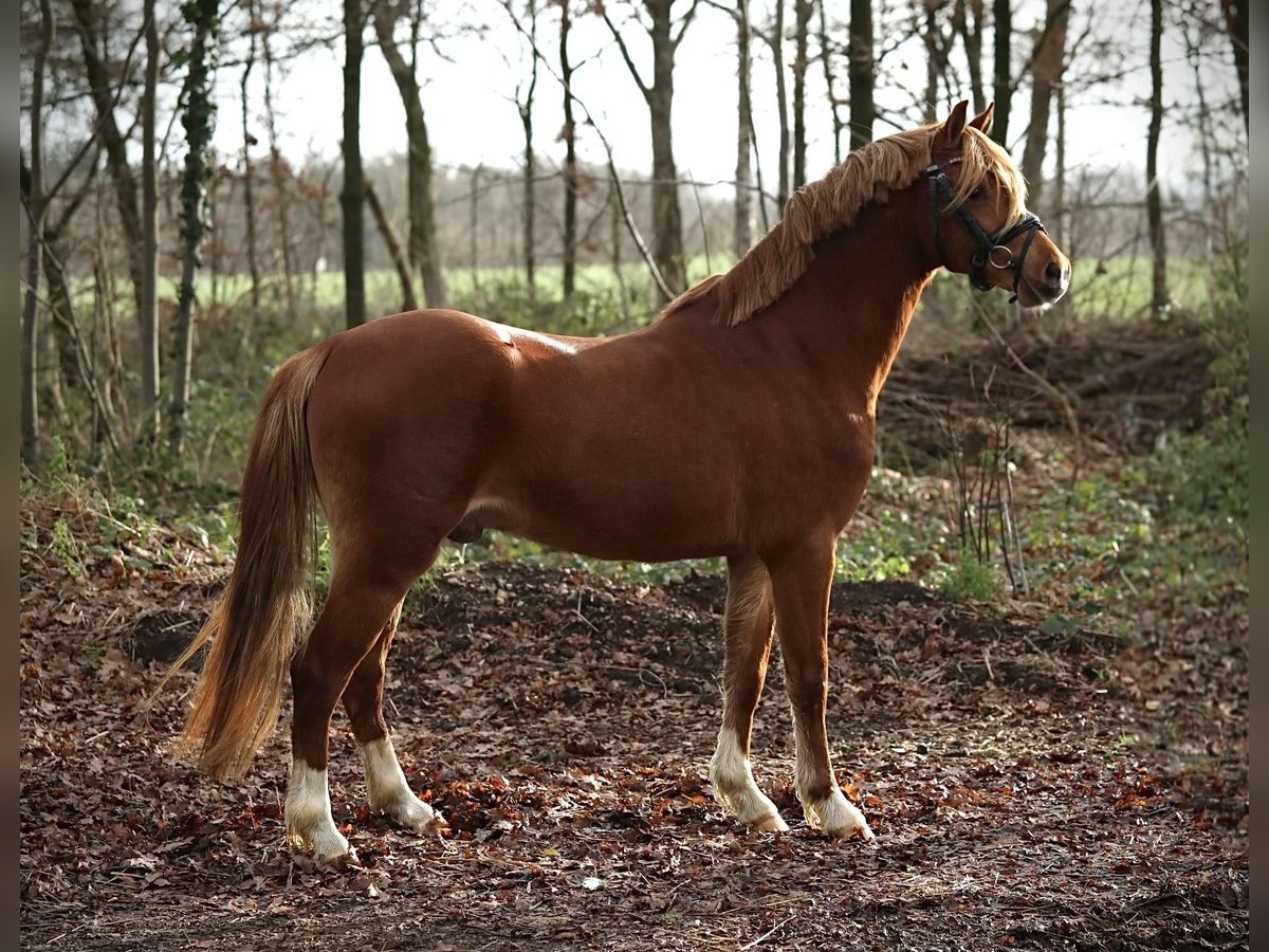 Galés B Caballo castrado 2 años 131 cm Alazán in Aalten